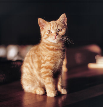 cat on a black background