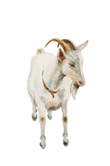 Watercolor goat male isolated on white background. Original farm animal illustration.