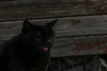 Katze schwarz miaut