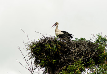 white stork sits in the nest against the sky