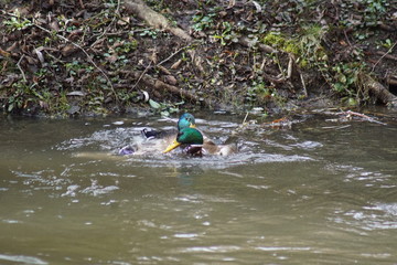 Kaczki , walka godowa samców ,kaczory ,ptaki ,ptactwo wodne © LBanacki