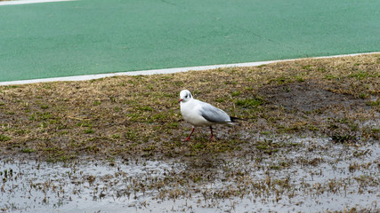 seagull