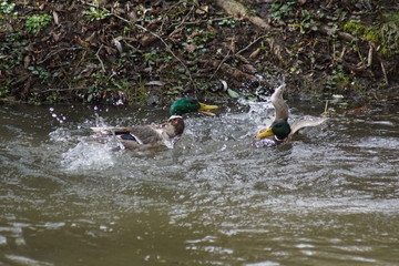 Kaczki , walka godowa samców ,kaczory ,ptaki ,ptactwo wodne © LBanacki