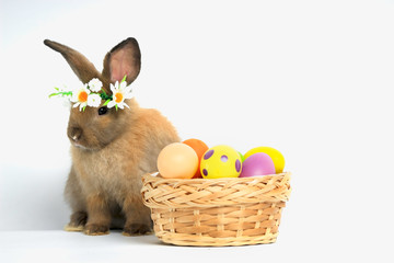 Happy fluffy brown bunny rabbit wearing daisy flower crown with basket painted Easter egg on white background. celebrate Easter holiday and spring coming concept.