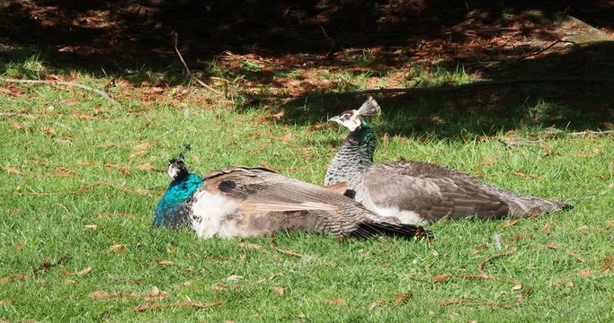 Beautiful male and female  multi-colored peacocks walking and lazing around on a green lawn  in the springtime in a public Beacon Hill Park, Victoria BC