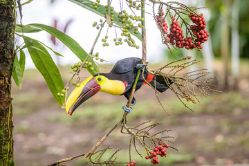 Yellow throated toucan closeup portrait eating fruit of a Palm tree in famous Tortuguero national...
