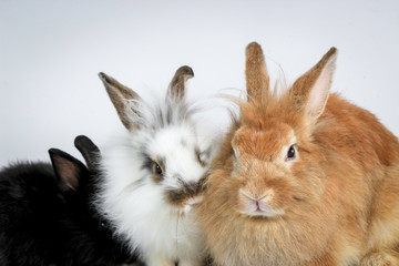 Three of fluffy cute rabbit bunny on white background, brown, white and black bunny pets on white background.