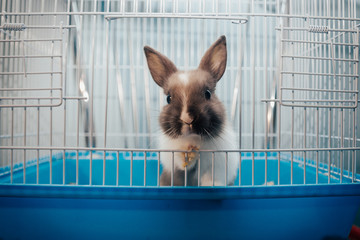 home rabbit in a cage