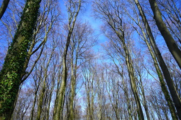 Buchen, Buchenwald an einem sonnigen Wintertag