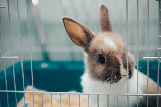 home rabbit in a cage
