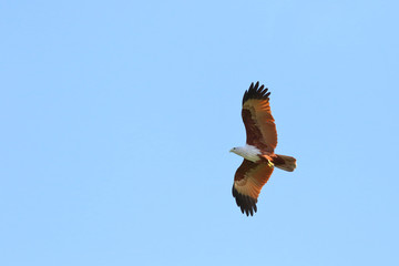 Couple of bird Brahminy kite (Haliastur indus) flying in the sky.