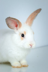 Close up of cute white rabbit with long brown ears on white background, adorable bunny pat