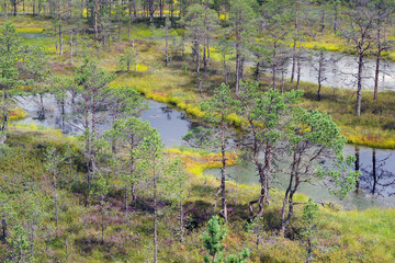 Paysage d'une tourbière estonienne en automne