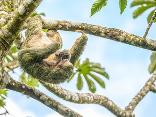 A brown throated 3 toed sloth hanging i a tree with a Baby in Costa Rice Rainforest national park © CL-Medien