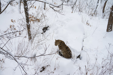Adult leopard sits with his back on the snow in the winter forest, turned towards the camera