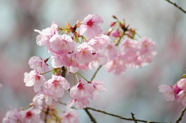 満開の桜の花