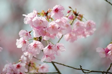 Obraz premium 満開の桜の花