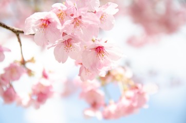 Naklejka premium 陽光桜の花