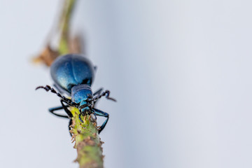 a poisonous purple oil beetle climbs around on a branch