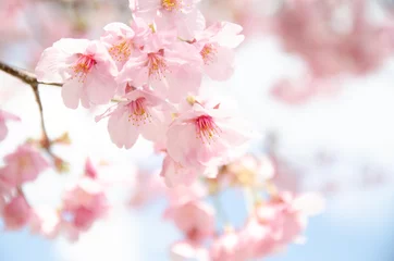 Draagtas 陽光桜の花 © RK-79-2