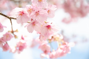 Obraz premium 陽光桜の花