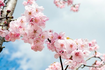 陽光桜の花