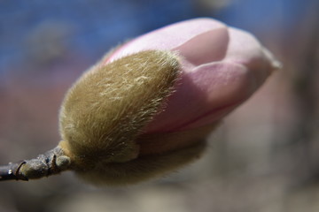 Obraz premium Blossom coming early this year 2020 in New Jersey