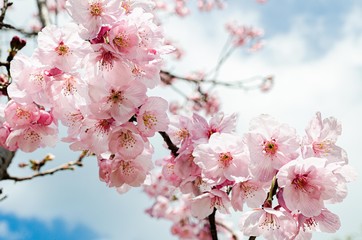 陽光桜の花