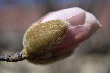 Blossom coming early this year 2020 in New Jersey