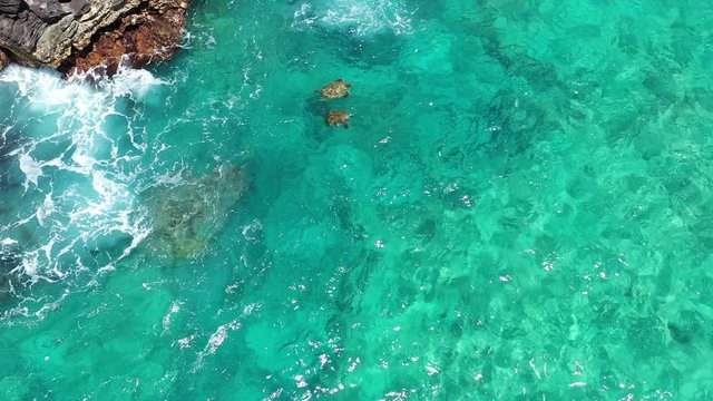 Aerial video of two green sea turtles, honu, swimming in the pacific ocean by the rocks off the shore cliff, bluff, rising for air and then diving to feed, Kauai, Hawaii