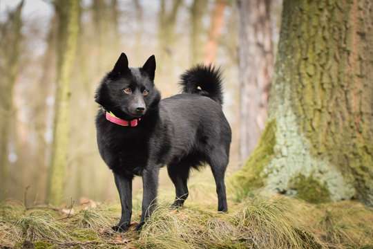 Young female of schipperke is standing in nature. She is so patient model, she loves it. 