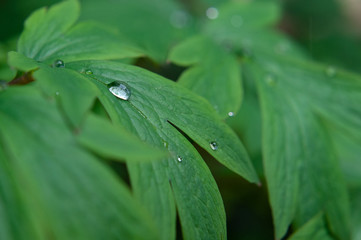 Dewdrop on a sheet close-up