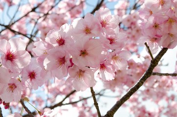 Fototapeta premium 陽光桜の花