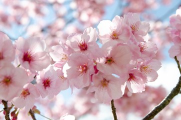 陽光桜の花