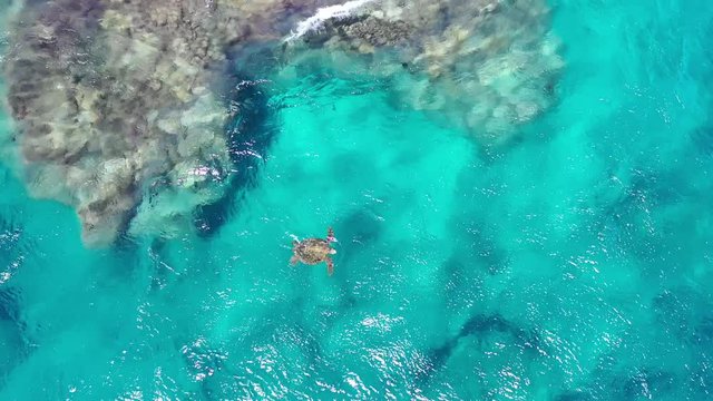 Aerial video of a green sea turtles, honu, floating in the pacific ocean by the rocks off the shore cliff, bluff, rising for air, Kauai, Hawaii