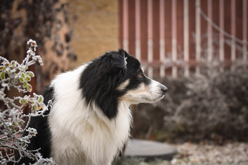 Adult male of border collie is sitting in frozen grass  He is so cute. Winter in Prague.