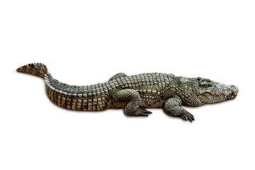 Large old crocodile isolated on white background. with clipping path.