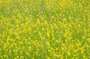 一面の菜の花