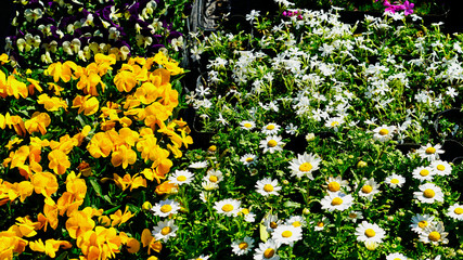 Colorful spring flowers of the weekend flower market