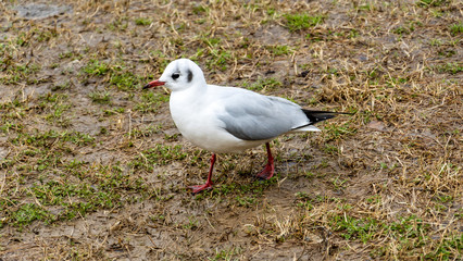 seagull