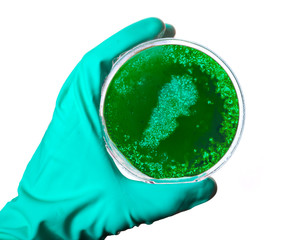 Germs in the shape of Lebanon in a petri dish.(series)