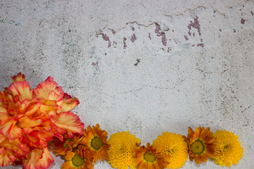 Chrysanthemums are small yellow on a white background from below