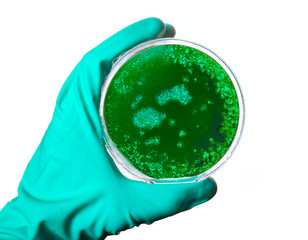 Germs in the shape of Fiji in a petri dish.(series)