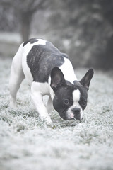 Winter photo of french bulldog. He is so funny. He has so lovely face.