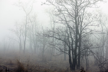 mystical foggy morning in the forest