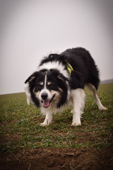 Male of border collie is prowling on flying clay from handler. He loves catching it. 