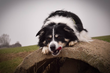 Smiling border collie in field. Adult border collie is on trunk. He has so funny face.