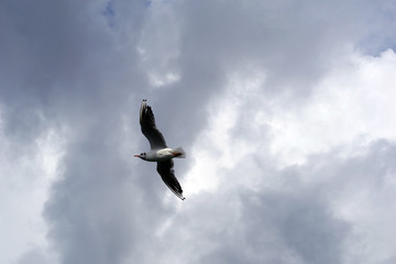 Mouette face aux nuages
