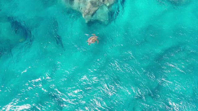 Aerial video of a green sea turtles, honu, floating in the pacific ocean by the rocks off the shore cliff, bluff, rising for air and then diving to feed to the bottom of the sea, Kauai, Hawaii