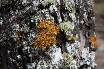 Moss on the wooden trunk of a tree